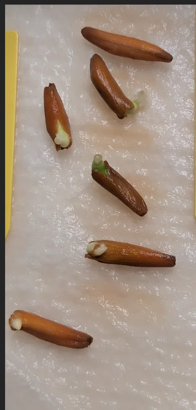 black gold crown (アデニウム)